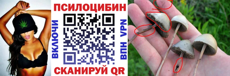 Галлюциногенные грибы Psilocybe  Купить где  Грайворон 